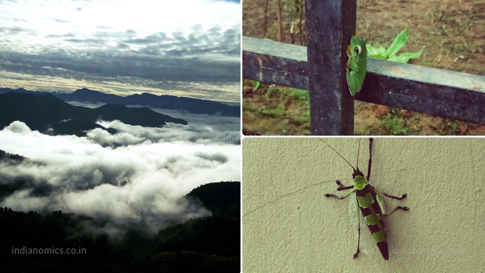 Misty mountains and local Insects found in Mizoram